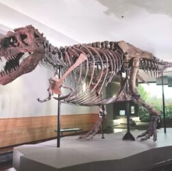 6 Fakta Tentang Sue Si T-Rex, Fosil Dinosaurus yang Paling Terkenal