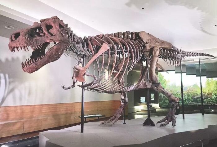 6 Fakta Tentang Sue Si T-Rex, Fosil Dinosaurus yang Paling Terkenal