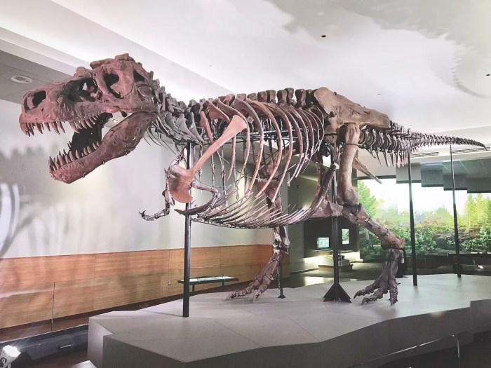 6 Fakta Tentang Sue Si T-Rex, Fosil Dinosaurus yang Paling Terkenal