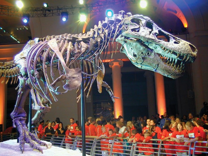 6 Fakta Tentang Sue Si T-Rex, Fosil Dinosaurus yang Paling Terkenal