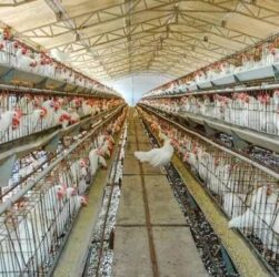 Peternakan di kudus terbakar 36 000 ayam mati terpanggang